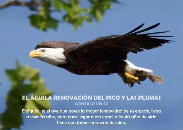 El águila y la renovación del pico y las plumas - POR: OSHO
