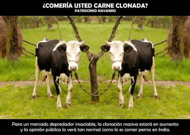 Imagen del escrito; ¿Comerá usted carne clonada?, de Patrocinio Navarro