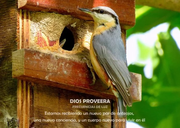 Imagen; Dios proveerá; Akashicos