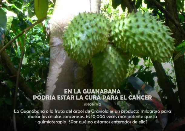 Imagen; En la guanábana podría estar la cura del cáncer; Sobre El Cancer