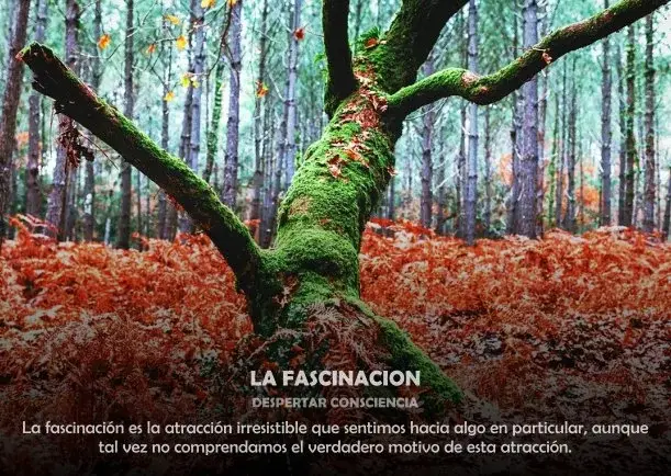 Imagen; La fascinación; Despertar Consciencia