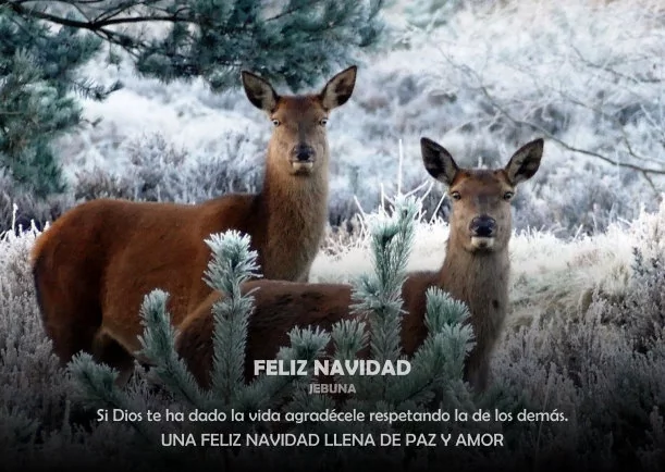 Imagen del escrito; Feliz navidad, de Jebuna