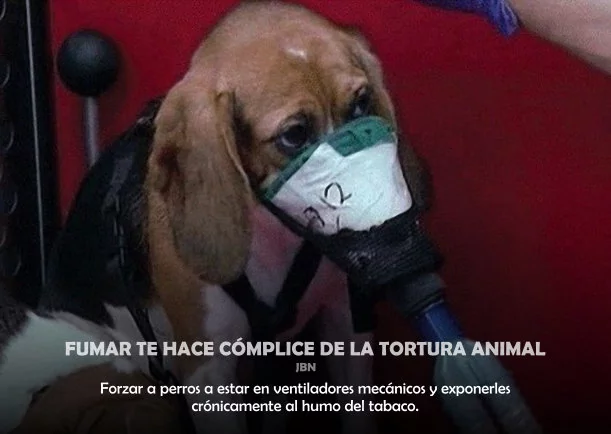 Imagen; Fumar te hace cómplice de la tortura animal; Sobre La Salud