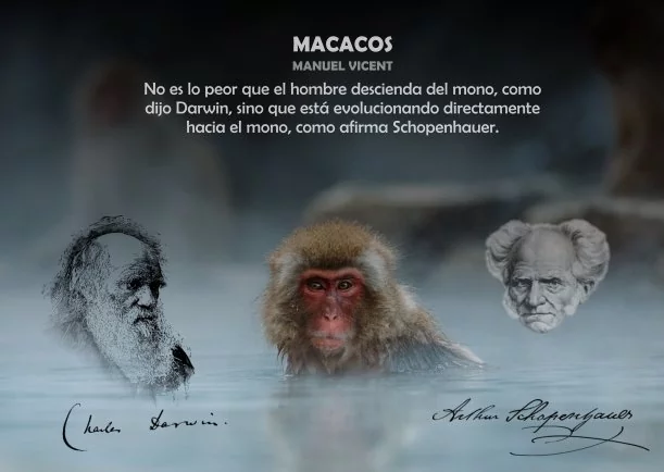 Imagen del escrito; Algunos Macacos se parecen a los humanos, de Akashicos
