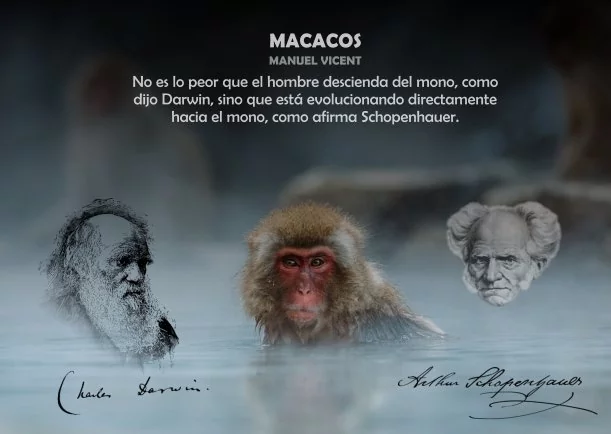 Algunos Macacos se parecen a los humanos - POR: MANUEL VICENT