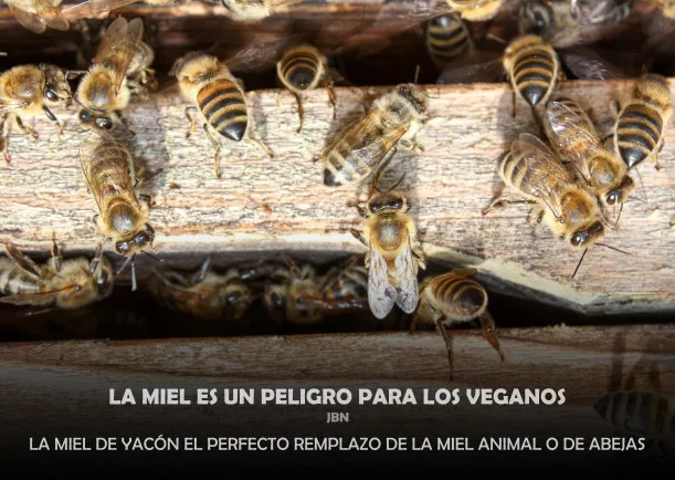 La miel es un peligro para el vegano - POR: JBN LIE