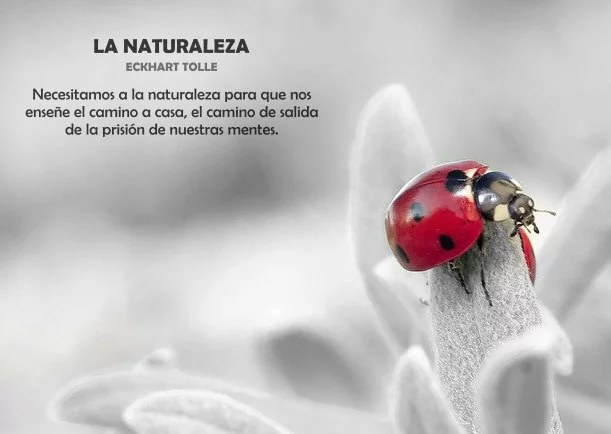 Imagen del escrito; La naturaleza, de Eckhart Tolle