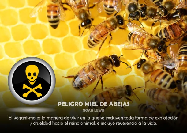 Imagen del escrito; Peligro miel de abejas, de Akashicos