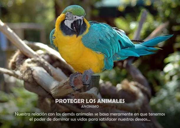 Imagen del escrito; Proteger los animales, de Akashicos