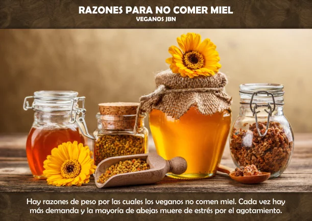 Imagen del escrito; Razones para no comer miel, de Veganos