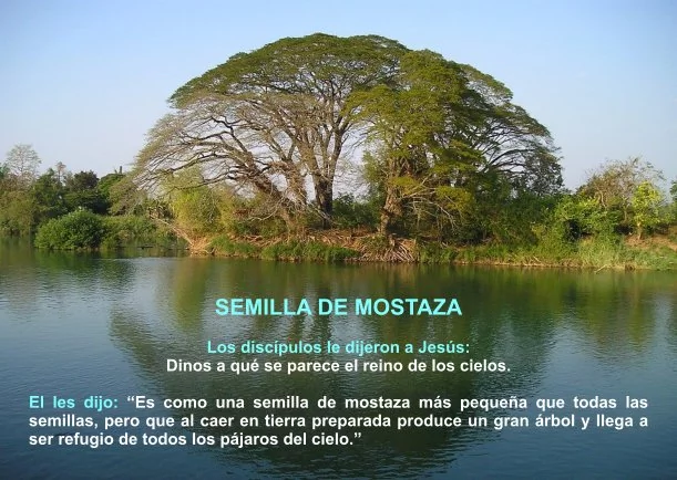 Imagen del escrito; La semilla de mostaza, de Osho