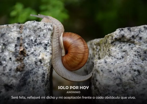 Imagen del escrito; Reflexión: Solo por hoy, de Eckhart Tolle