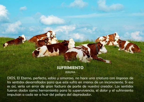 Imagen; Sufrimiento; Jebuna